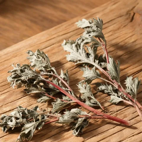 罗浮山红脚艾干叶与红茎特写